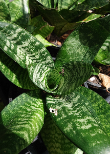 Bluesky Smalto Per Unghie Gel, Rose Gold, S06N, Luccichio, Rosa, Oro - Foto 3